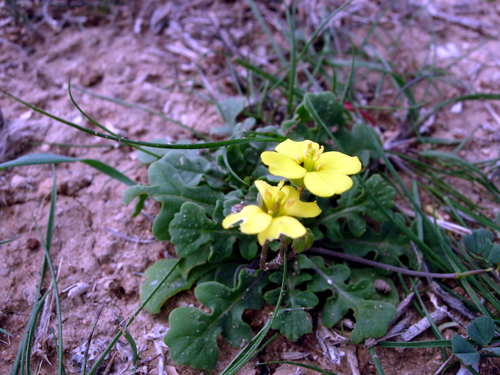 Diplotaxis scaposa / Ruchetta con scapo